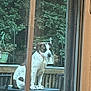 dog, patio_table, chair, window, glass, outdoor, deck, wooden_fence, greenery, tree, pet, animal, sitting, white, brown, spotted, daylight, furniture, nature, calm