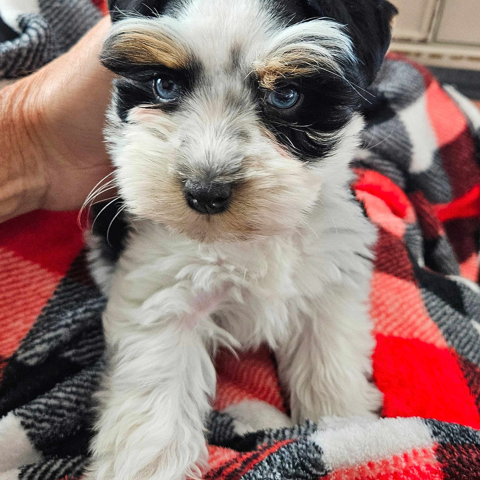 Paris joined the competition — help win amazing prizes! animal, ball, blanket, canine, cat, cockerspaniel, dog, football, hound, kitten, pet, poodle, puppy, quilt, soccer, soccerball, sport, terrier, towel, whitedog