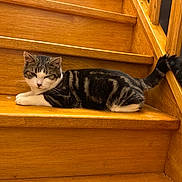 Walli participe au concours pour gagner de l'argent avec cette photo : animal, banister, cat, comfortable, cozy, domestic_animal, feline, fur, home, indoor, lying_down, pet, relaxed, resting, stairs, striped, tabby_cat, tail, white_paws, wooden_stairs