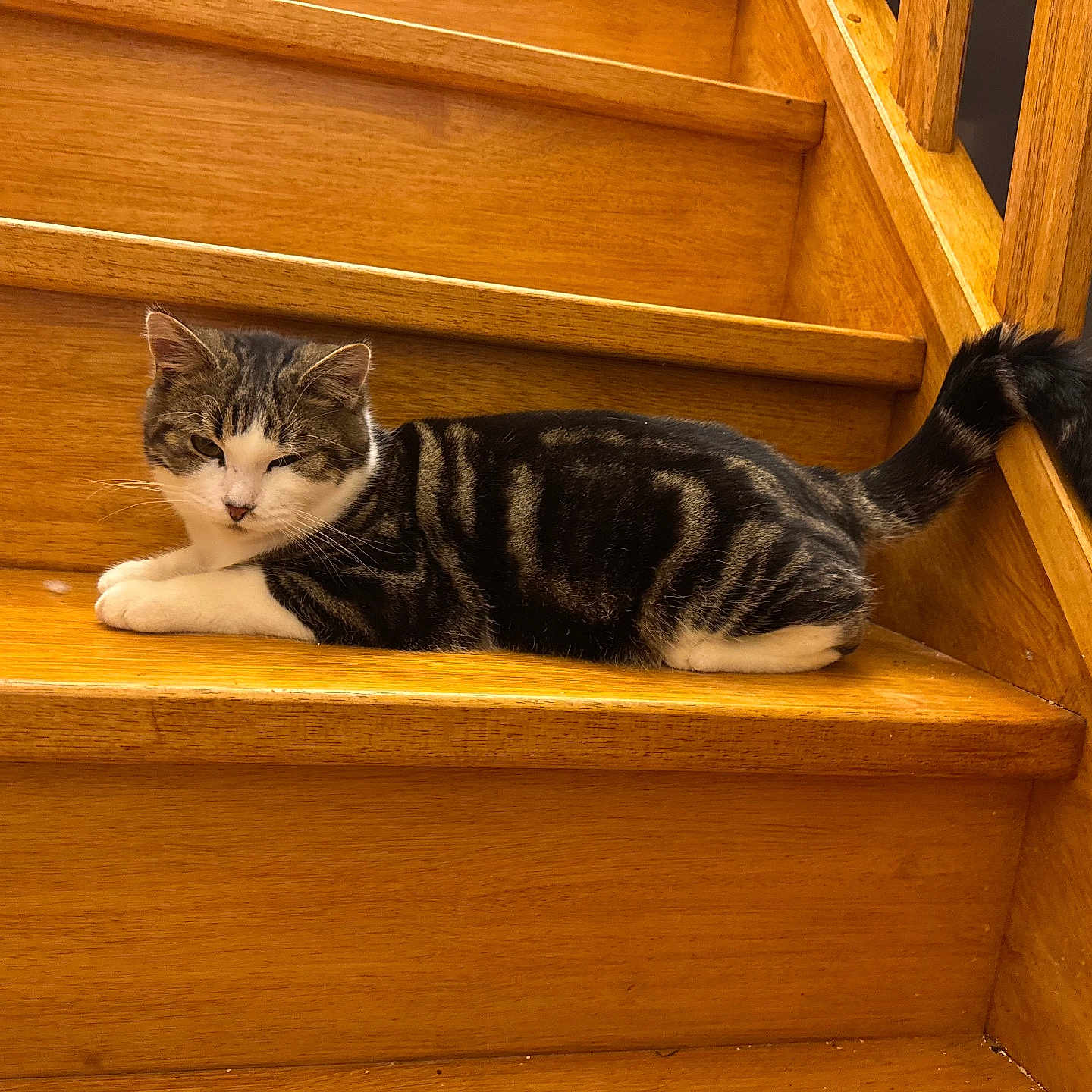 Walli participe au concours pour gagner de l'argent avec cette photo : animal, banister, cat, comfortable, cozy, domestic_animal, feline, fur, home, indoor, lying_down, pet, relaxed, resting, stairs, striped, tabby_cat, tail, white_paws, wooden_stairs
