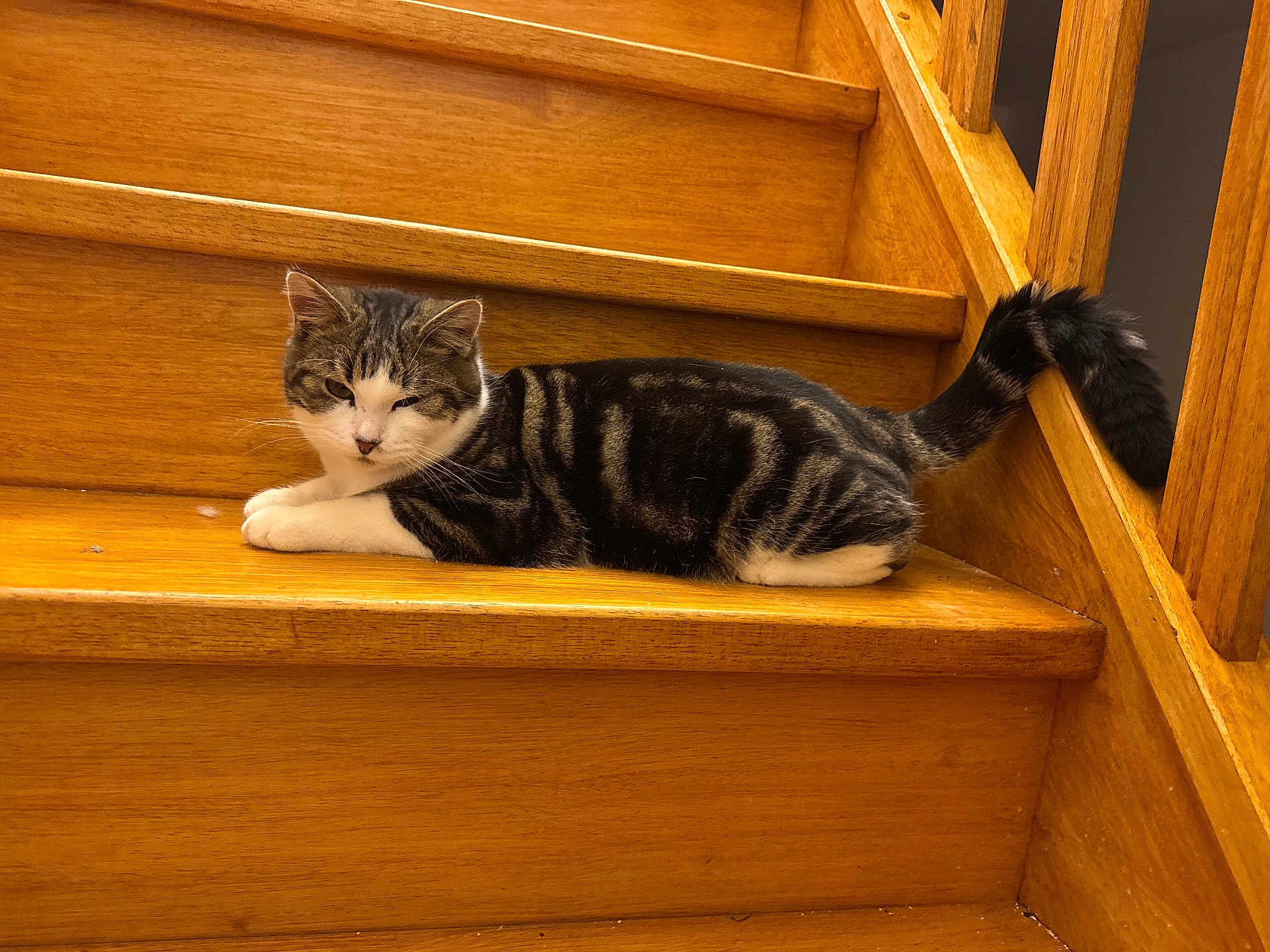 Walli participe au concours pour gagner de l'argent avec cette photo : animal, banister, cat, comfortable, cozy, domestic_animal, feline, fur, home, indoor, lying_down, pet, relaxed, resting, stairs, striped, tabby_cat, tail, white_paws, wooden_stairs