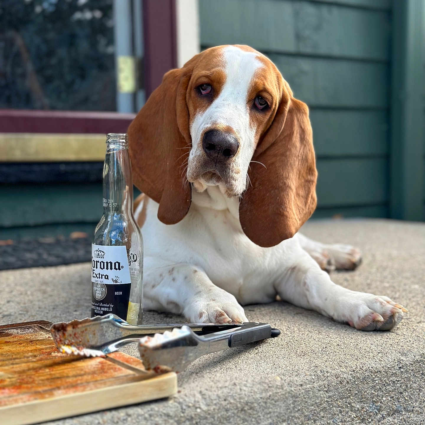 Booger joined the competition — help win amazing prizes! animal, barbecue_tongs, basset_hound, beer_bottle, brown_and_white, closeup, concrete, corona_extra, daylight, dog, ears, grill_pan, outdoor, paws, pet, portrait, relaxed, siding, snout, window
