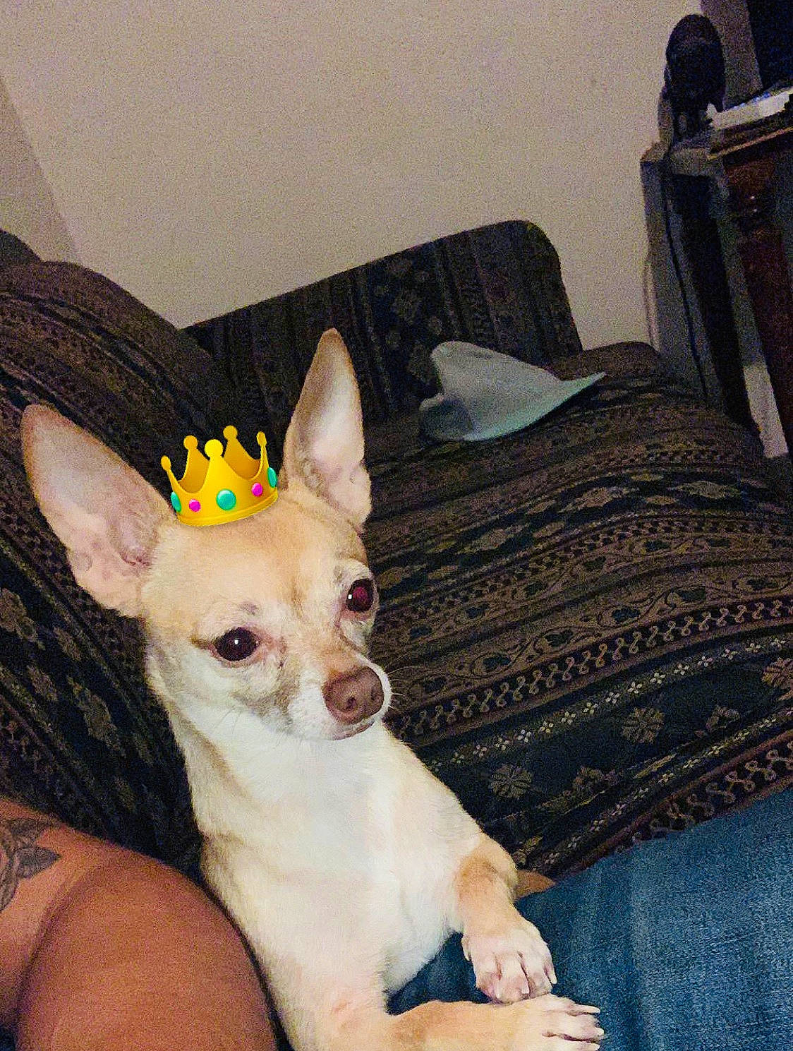 Babi joined the competition — help win amazing prizes! canidae, carnivore, comfort, companion_dog, corgi_chihuahua, couch, dog, dog_breed, dog_supply, ear, fawn, flooring, linens, room, snout, sporting_group, terrestrial_animal, toy_dog, whiskers, working_animal