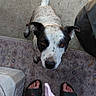 Noel joined the competition — help win amazing prizes! dog, black_and_white, looking_up, outdoor, feet, sandals, rug, concrete_floor, curious, pet, animal, ears, tail, person, clothing, shadow, daylight, texture, floor, home