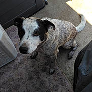 Noel joined the competition — help win amazing prizes! dog, pet, outdoor, concrete, rug, footwear, sandal, animal, black_and_white, curious, sitting, shadow, metal_chair, pavement, daylight, looking_up, companion, domestic_animal, canine, fur
