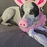 Noel is registered to the contest to win money with this photo: animal, black_and_white, costume, couch, cute, dog, domestic, ears, fabric, face, fur, indoor, lying_down, pet, pig, pink, playful, relaxed, snout, texture