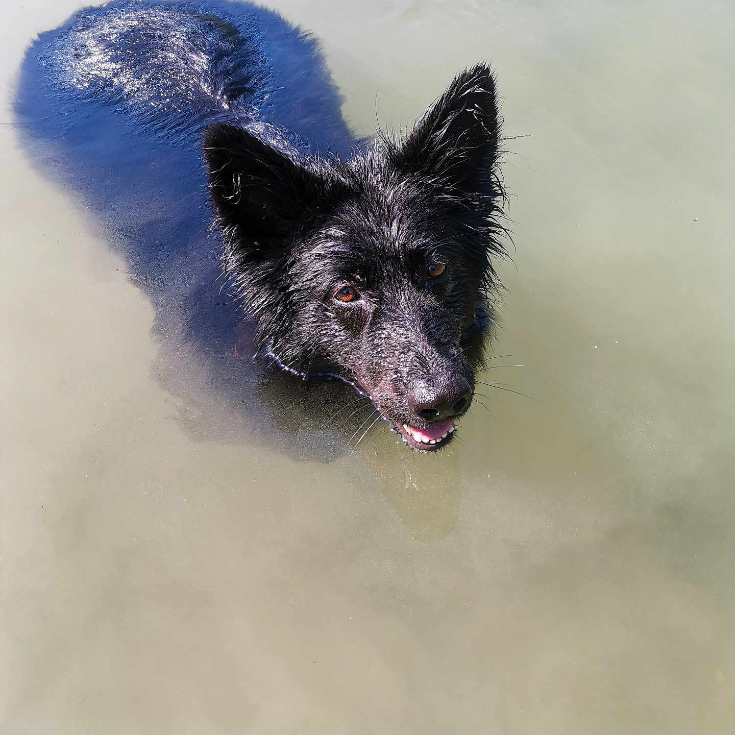 Urkane a rejoint le concours — aidez-le/la à gagner de superbes lots ! animal, beach, canine, coast, cockerspaniel, collie, coyote, dog, fox, germanshepherd, husky, nature, outdoors, pet, puppy, ripple, sea, shoreline, terrier, water