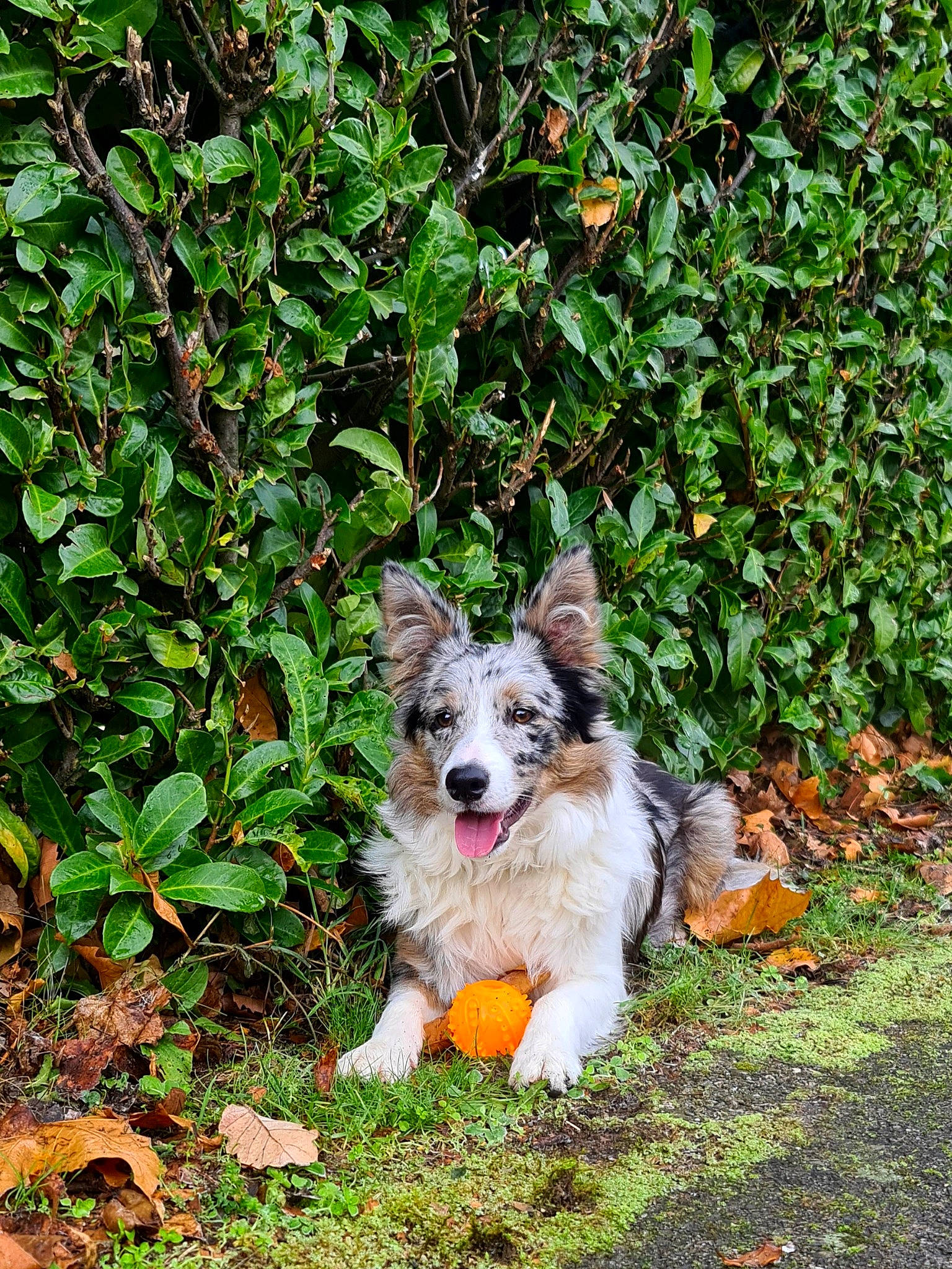 Ivy participe au concours pour gagner de l'argent avec cette photo : canidae, carnivore, companion_dog, dog, dog_breed, dog_supply, garden, grass, groundcover, plant, shrub, tail, terrestrial_animal, vegetation, whiskers, working_dog