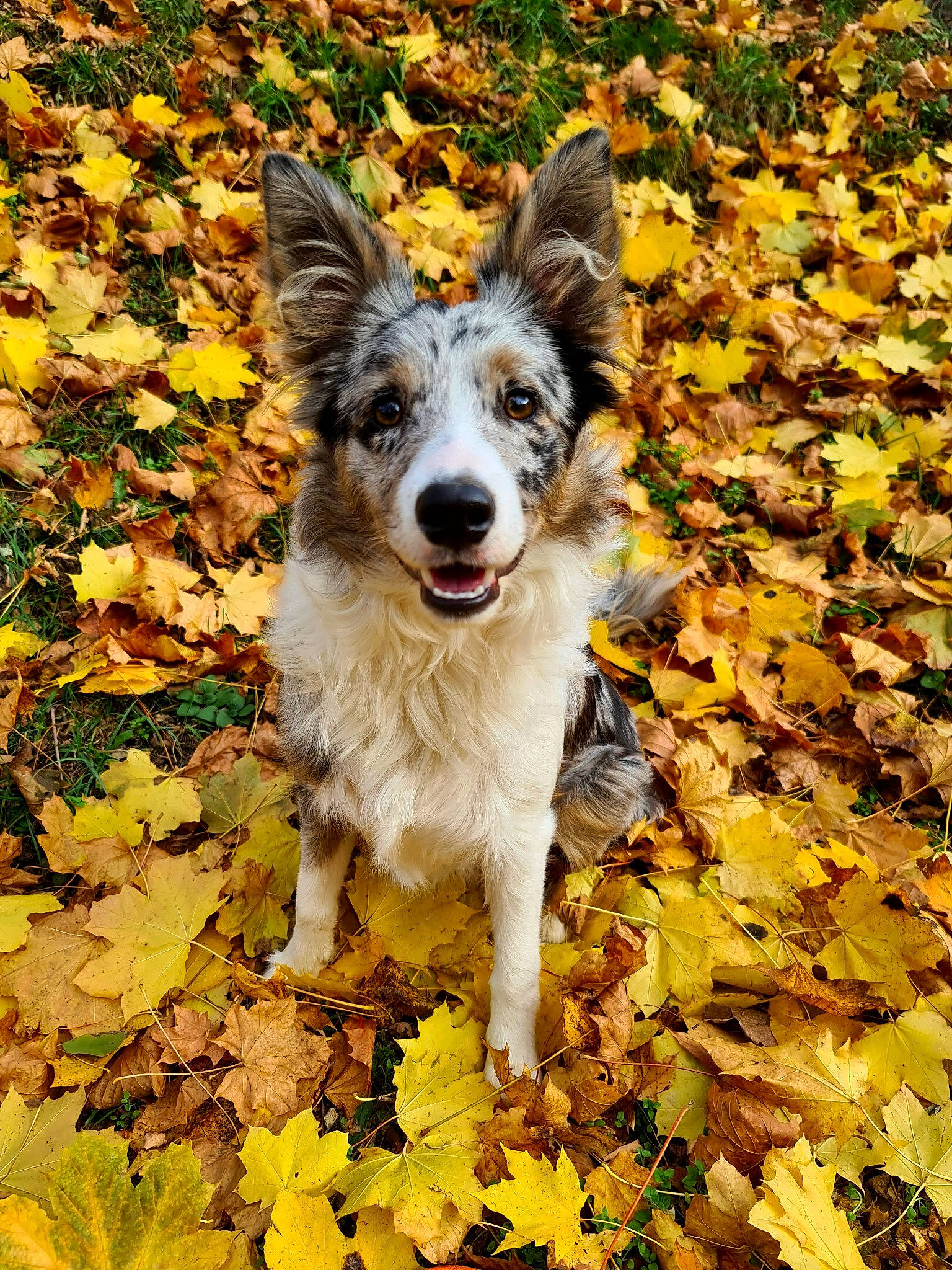 Ivy a rejoint le concours — aidez-le/la à gagner de superbes lots ! art, autumn, canidae, carnivore, companion_dog, deciduous, dog, dog_breed, grass, groundcover, people_in_nature, plant, snout, soil, sporting_group, terrestrial_animal, whiskers, working_animal, working_dog