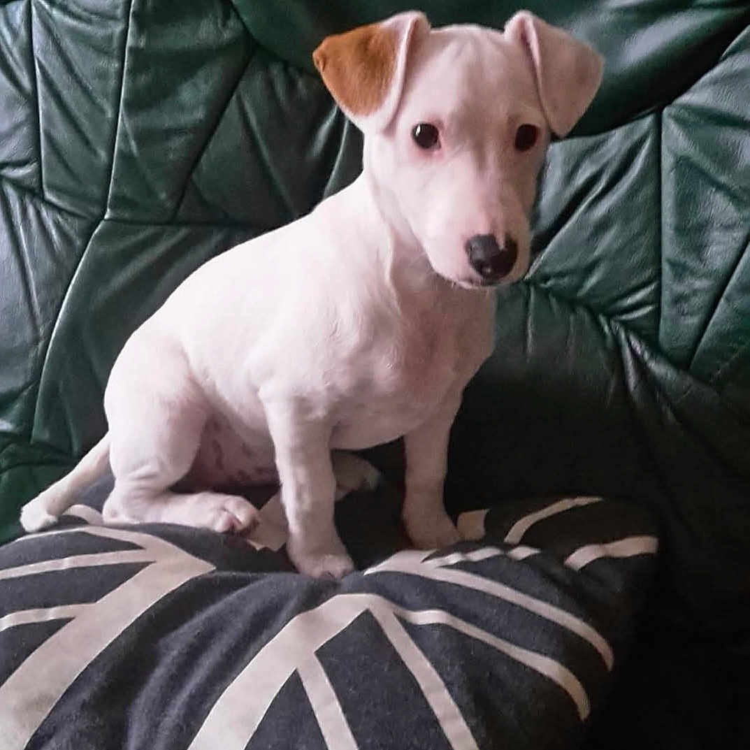 Maya a rejoint le concours — aidez-le/la à gagner de superbes lots ! animal, black_and_white, brown_ear, canine, companion, cute, dog, domestic_animal, fur, green_couch, indoor, leather_couch, patterned_pillow, pet, pillow, puppy, sitting, small_dog, white_dog, young_dog