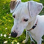 dog, white_dog, ears, collar, leash, grass, flowers, outdoor, nature, pet, animal, closeup, canine, summer, daylight, snout, fur, greenery, cute, curious