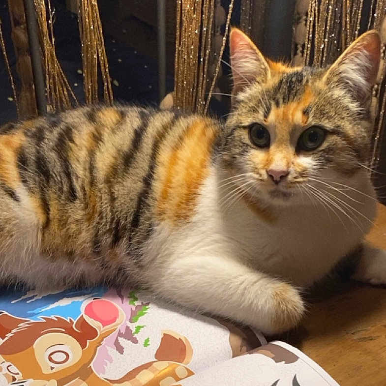 Aelys a rejoint le concours — aidez-le/la à gagner de superbes lots ! animal, book, calico, cartoon, cat, closeup, curious, cute, deer, domestic, feline, fur, golden_curtains, illustration, indoor, pet, relaxing, table, whiskers, wood