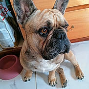 Vulcain a rejoint le concours — aidez-le/la à gagner de superbes lots ! animal, brown, cabinet, canine, dog, dog_bowl, domestic, ears, face, floor, french_bulldog, fur, indoor, kitchen, looking_away, paw, pet, sitting, tile, wood