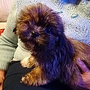 Sylla participe au concours pour gagner de l'argent avec cette photo : puppy, dog, pet, fluffy, cute, lap, person, sweater, hand, cozy, indoors, fur, animal, small, resting, portrait, brown, black, soft, adorable