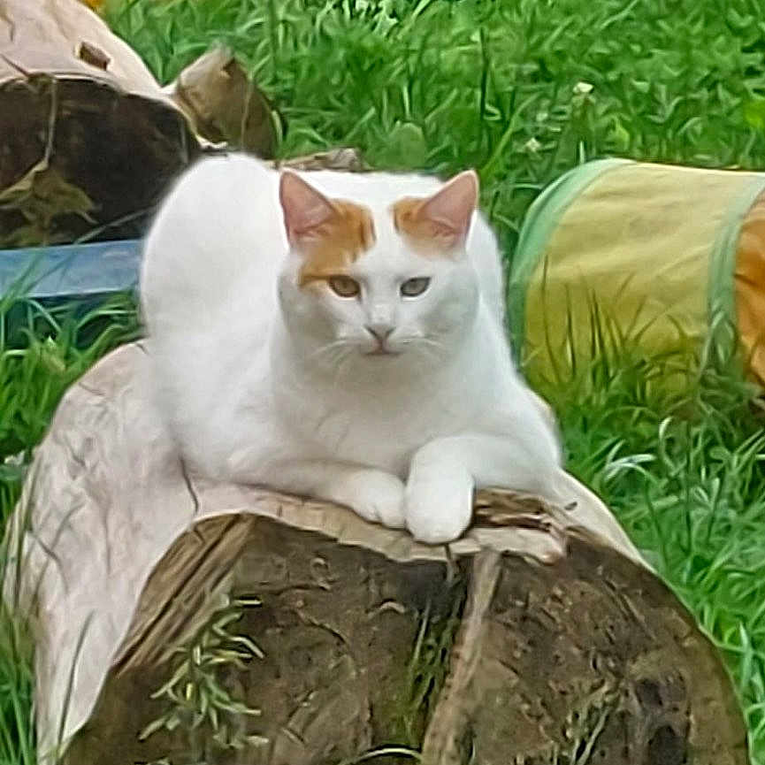 Miquette participe au concours pour gagner de l'argent avec cette photo : animal, backyard, cat, daytime, feline, garden, grass, greenery, log, nature, orange_patches, outdoor, pet, plastic_chair, play_tunnel, relaxed, resting, summer, white_cat, wood