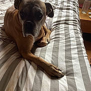 Pepe participe au concours pour gagner de l'argent avec cette photo : dog, bed, striped_bedspread, brown_dog, indoor, pet, animal, furniture, water_bottle, nightstand, resting, canine, paw, sleepy, domestic, cozy, room, quiet, relaxed, companion