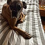 dog, bed, striped_bedspread, brown_dog, indoor, pet, animal, furniture, water_bottle, nightstand, resting, canine, paw, sleepy, domestic, cozy, room, quiet, relaxed, companion