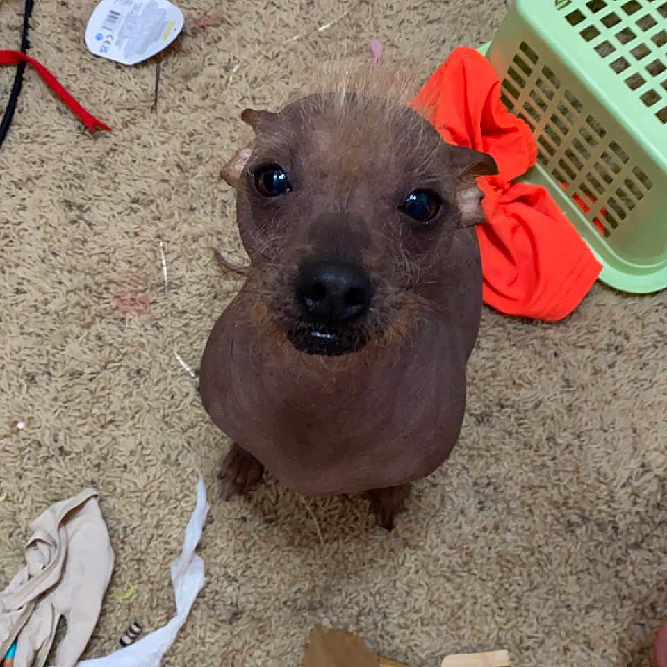 Dobbie