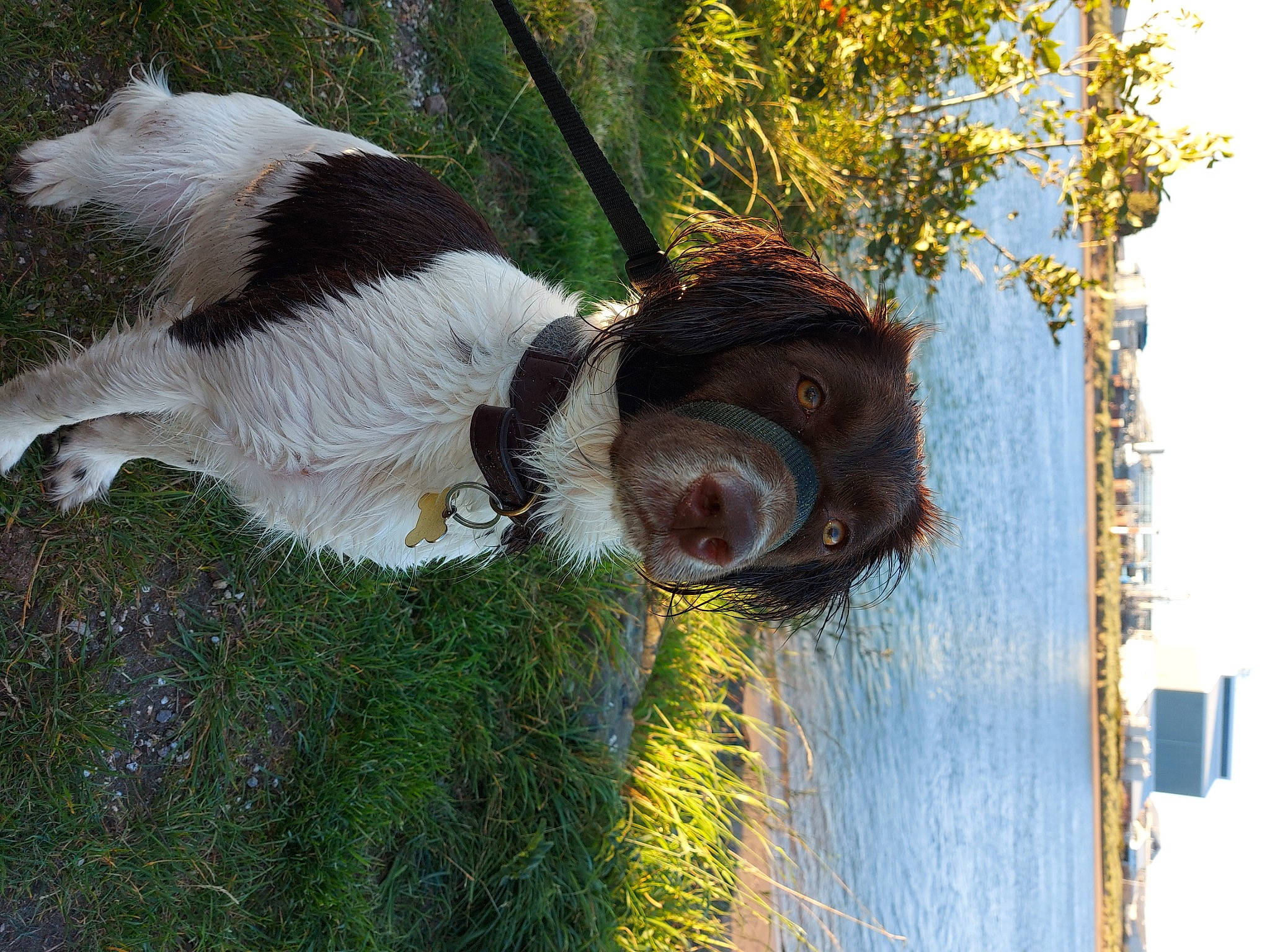 Luna is registered to the contest to win money with this photo: arecales, carnivore, collar, companion_dog, dog, dog_breed, dog_collar, fawn, grass, landscape, liver, plant, sky, snout, sporting_group, tail, tree, water, wood, working_animal