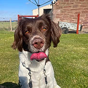 Luna is registered to the contest to win money with this photo: dog, brown_and_white, tongue_out, grass, outdoor, sunny, playful, pet, animal, canine, collar, fur, ears, nose, eyes, building, fence, wheelbarrow, blue_sky, daytime