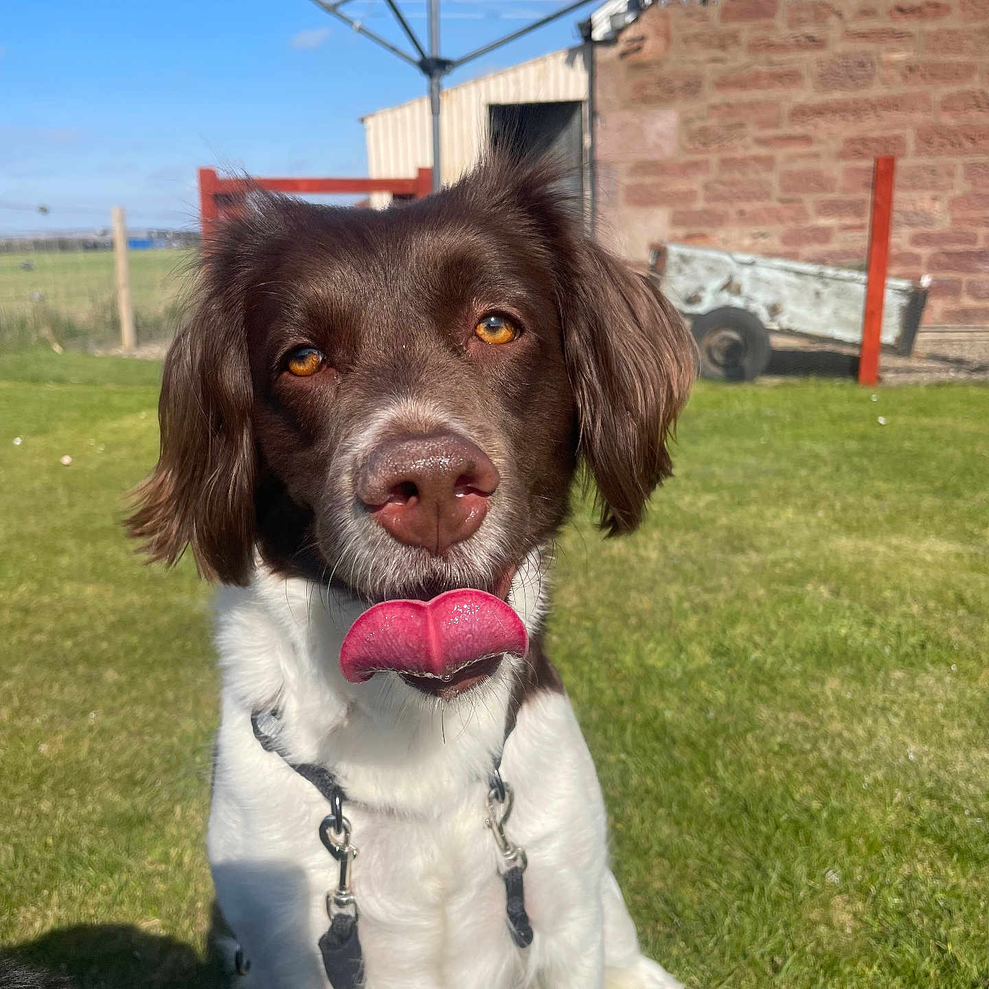 Luna is registered to the contest to win money with this photo: animal, blue_sky, brown_and_white, building, canine, collar, daytime, dog, ears, eyes, fence, fur, grass, nose, outdoor, pet, playful, sunny, tongue_out, wheelbarrow