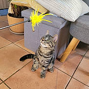 Taco a rejoint le concours — aidez-le/la à gagner de superbes lots ! cat, tabby_cat, indoor, toy, feather_toy, curious, pet, floor, tiles, furniture, cushions, ottoman, plant, potted_plant, playing, raised_paw, domestic_animal, striped, looking_up, cozy