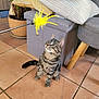 cat, tabby_cat, indoor, toy, feather_toy, curious, pet, floor, tiles, furniture, cushions, ottoman, plant, potted_plant, playing, raised_paw, domestic_animal, striped, looking_up, cozy