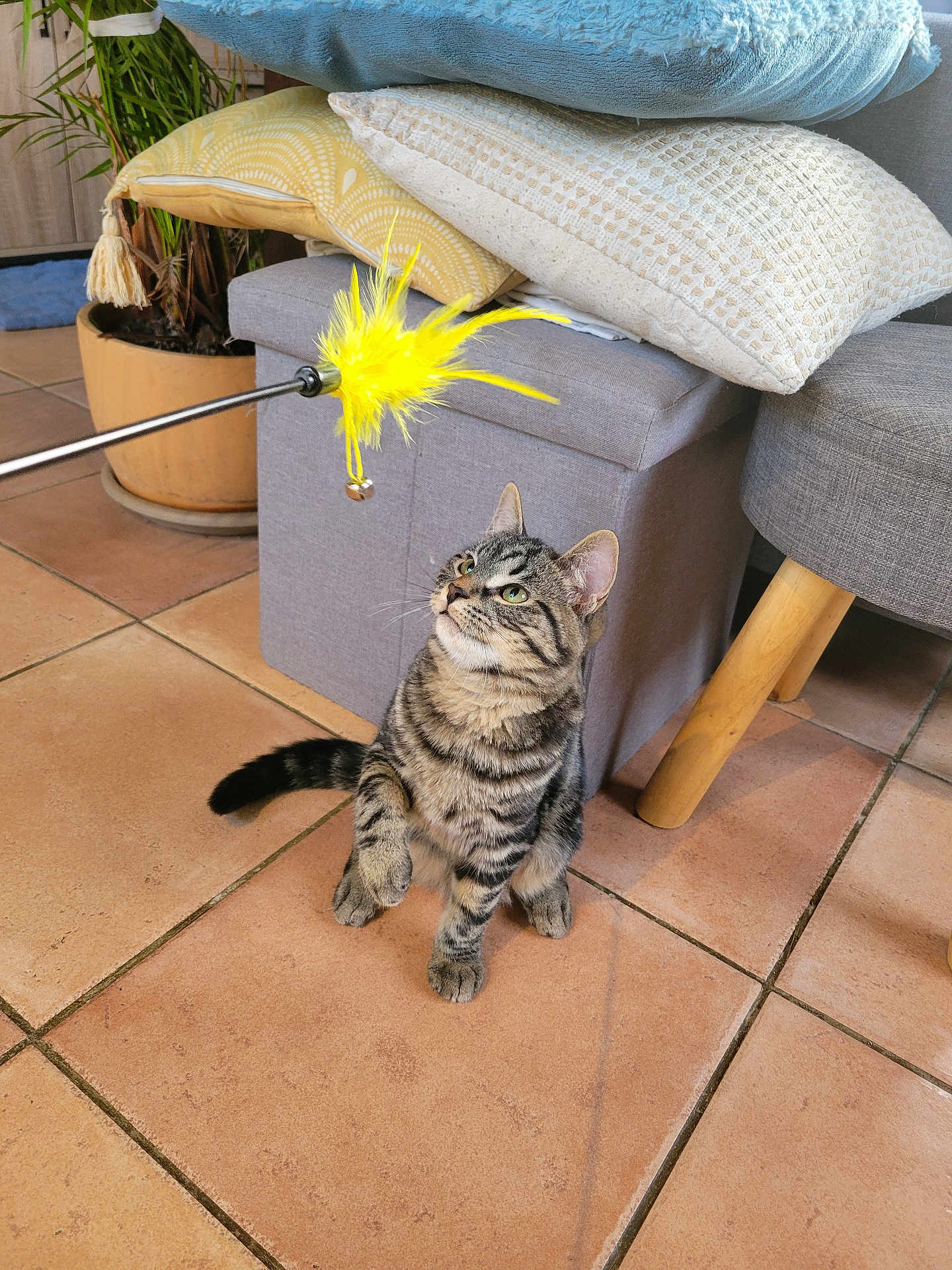 Taco a rejoint le concours — aidez-le/la à gagner de superbes lots ! cat, tabby_cat, indoor, toy, feather_toy, curious, pet, floor, tiles, furniture, cushions, ottoman, plant, potted_plant, playing, raised_paw, domestic_animal, striped, looking_up, cozy