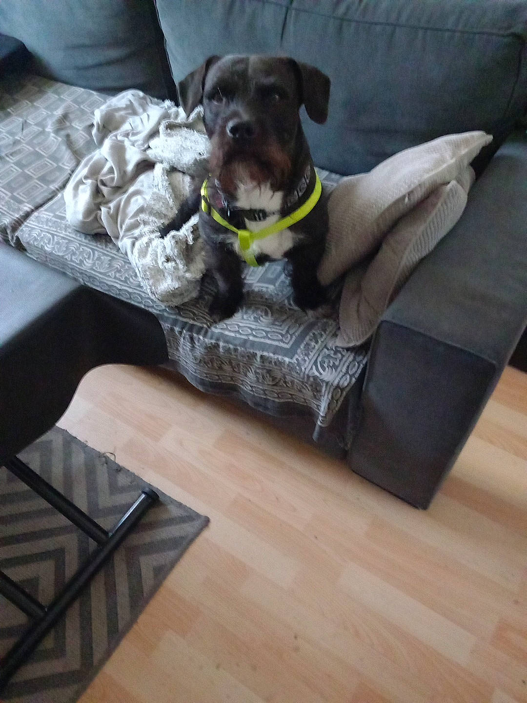 Ness a rejoint le concours — aidez-le/la à gagner de superbes lots ! carnivore, collar, comfort, companion_dog, couch, dog, dog_breed, dog_collar, dog_supply, flooring, grey, hardwood, laminate_flooring, pet_supply, rectangle, varnish, wood, wood_flooring, wood_stain, working_animal