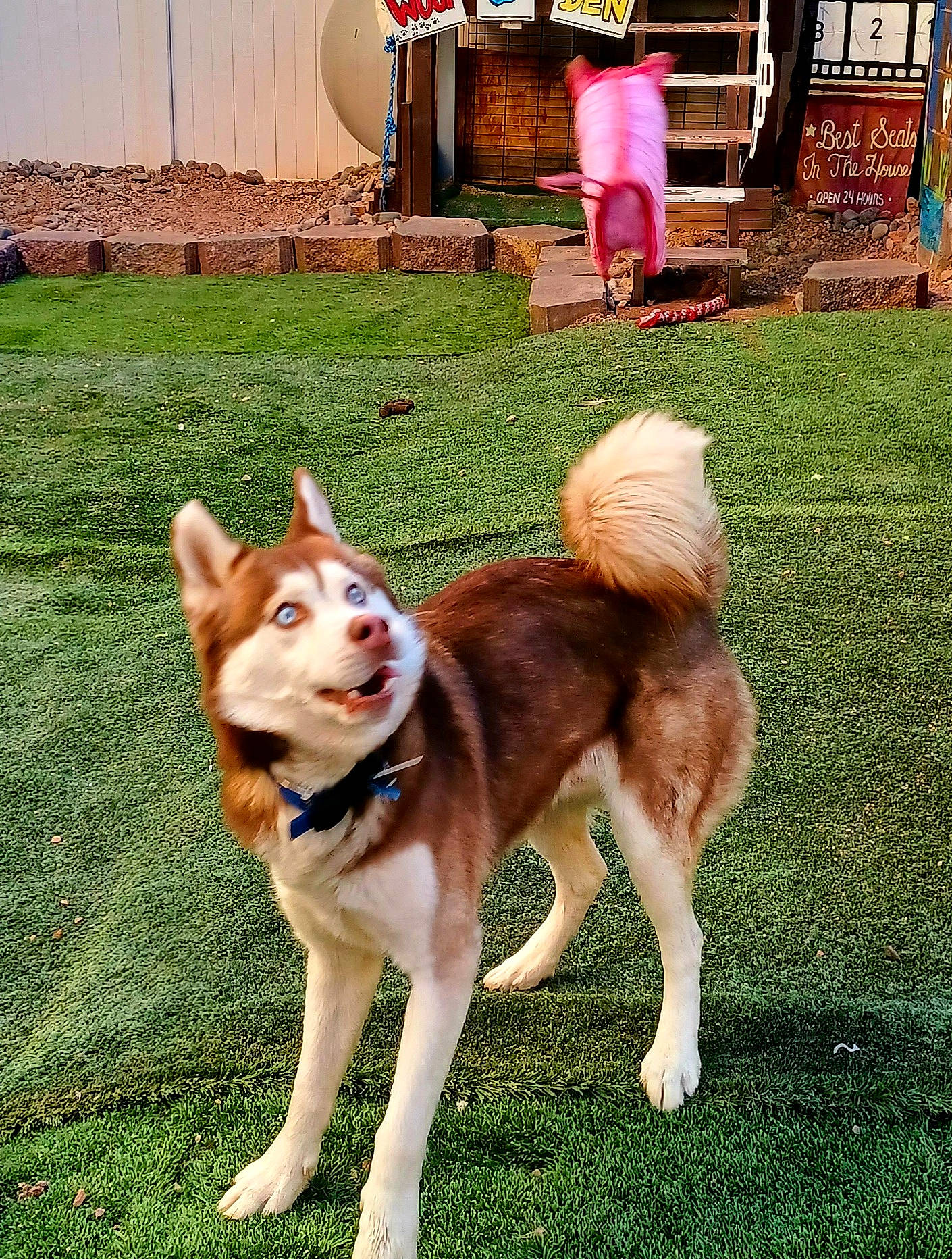 Rommel joined the competition — help win amazing prizes! ancient_dog_breeds, canidae, carnivore, chair, companion_dog, dog, dog_breed, door, grass, non_sporting_group, plant, sporting_group, tail, working_animal, working_dog, yard