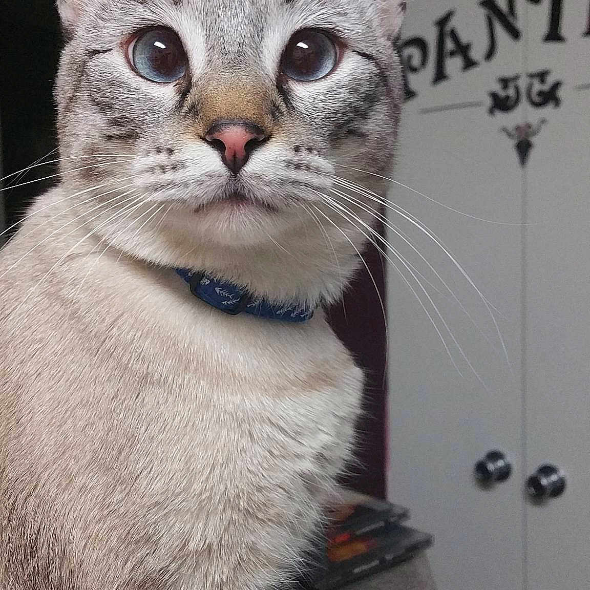 Mochi