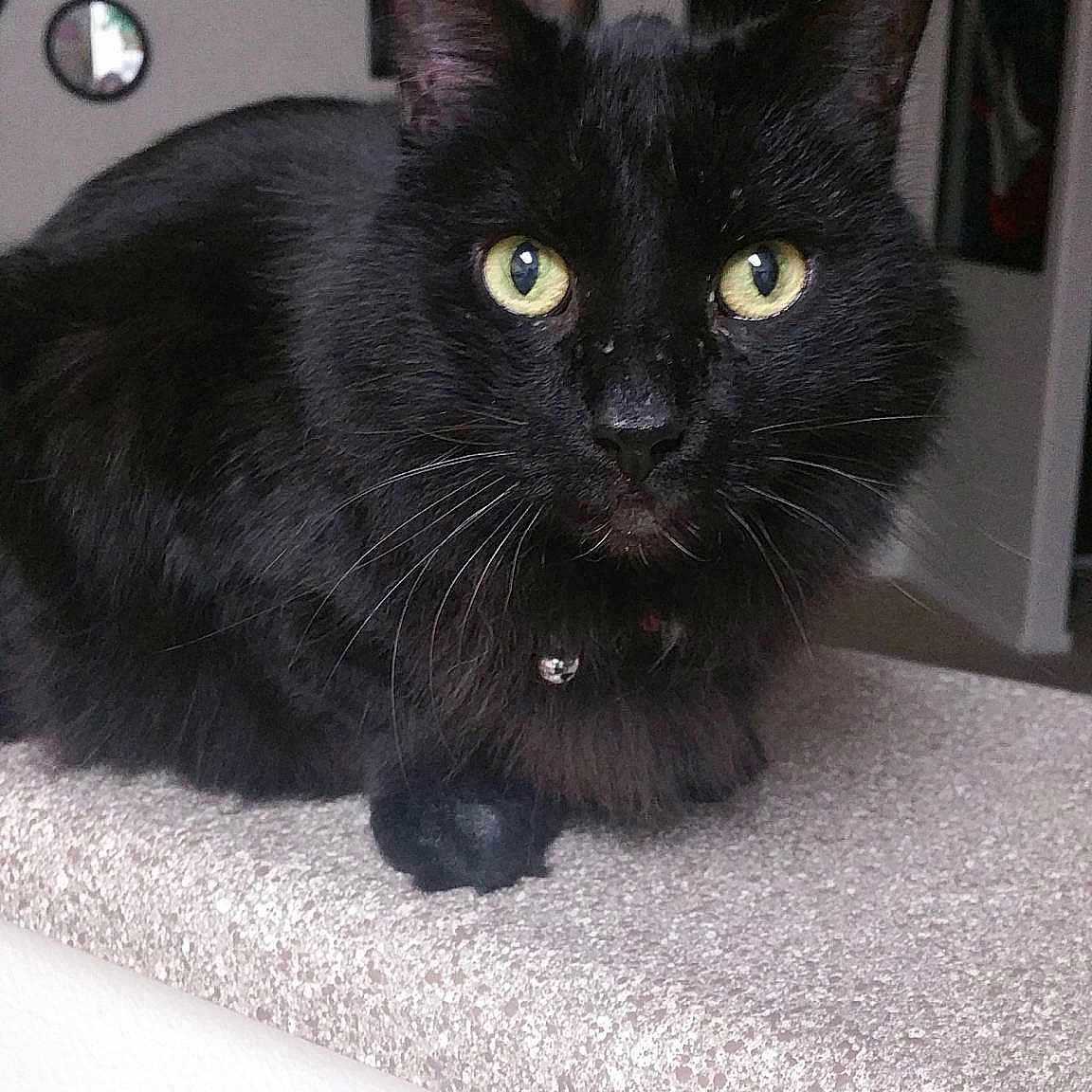 Simba