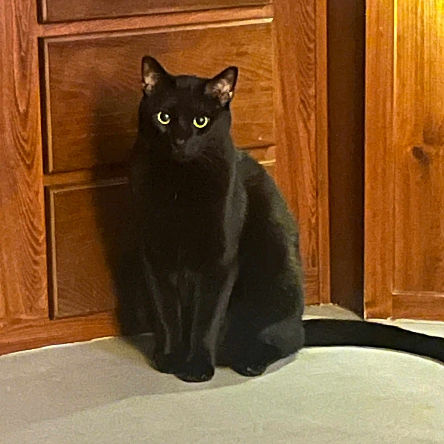 Salem joined the competition — help win amazing prizes! animal, black_cat, calm, carpet, cat, cute, domestic, eyes, feline, floor, fur, furniture, household, indoor, pet, quiet, shadow, sitting, tail, wooden_cabinets