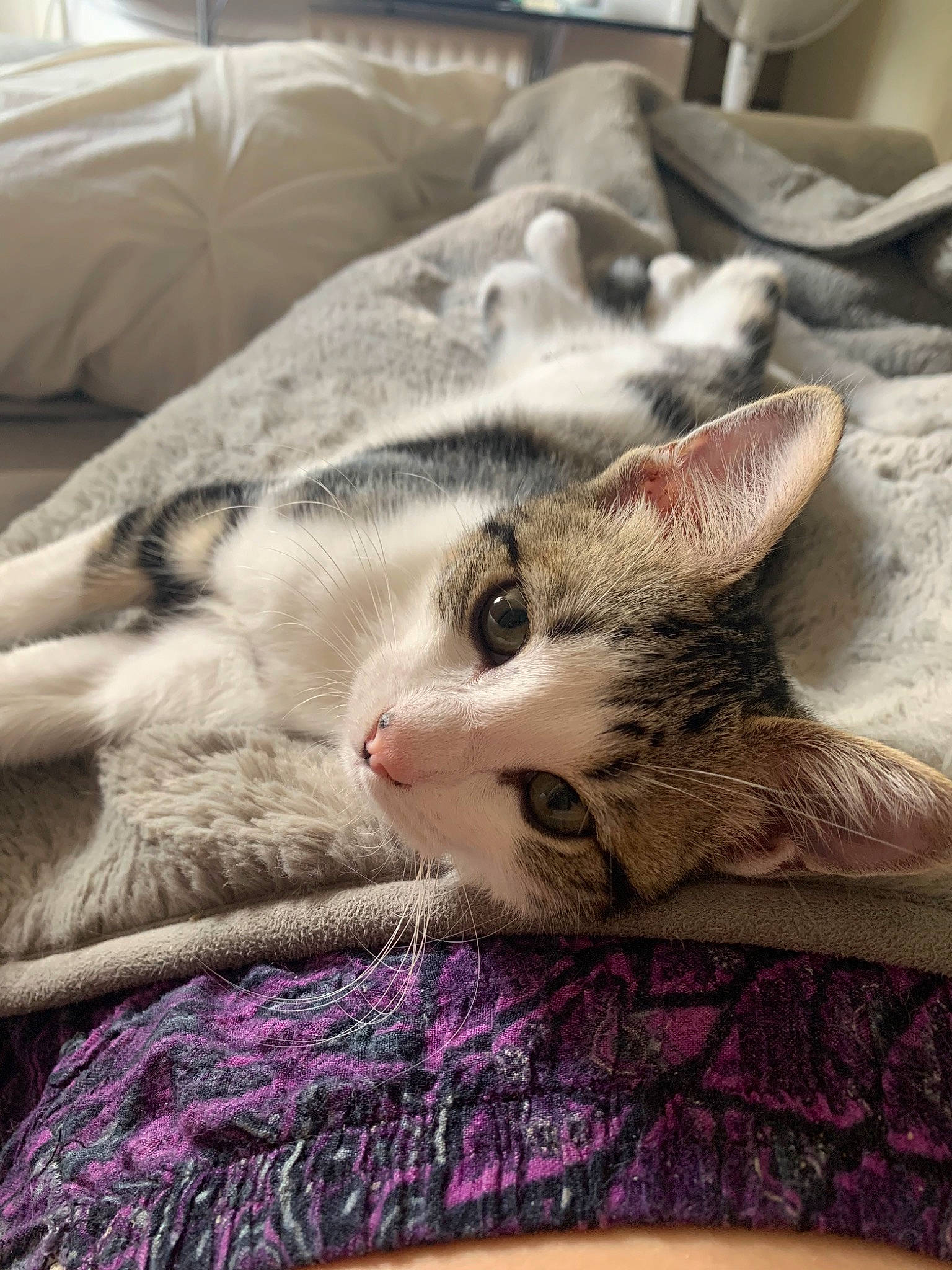 Meeshka joined the competition — help win amazing prizes! aegean_cat, american_shorthair, asian, bed_sheet, carnivore, cat, comfort, domestic_short_haired_cat, dragon_li, european_shorthair, felidae, fur, kitten, linens, nap, singapura, small_to_medium_sized_cats, tabby_cat, textile, whiskers