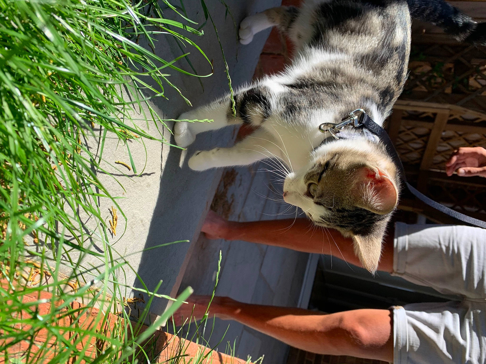 Meeshka is registered to the contest to win money with this photo: canidae, carnivore, cat, felidae, grass, tail, whiskers