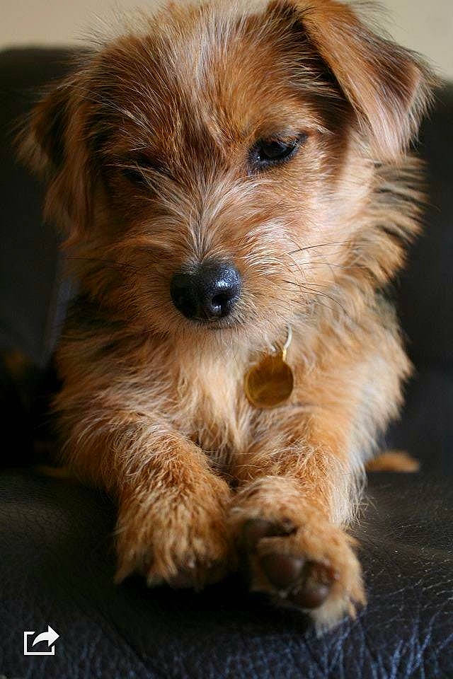 Jaffa is registered to the contest to win money with this photo: cairn_terrier, canidae, carnivore, companion_dog, dog, dog_breed, dutch_smoushond, mammal, morkie, norfolk_terrier, norwich_terrier, puppy, rare_breed_dog, small_terrier, snout, sporting_lucas_terrier, terrier, vertebrate, yorkipoo, yorkshire_terrier