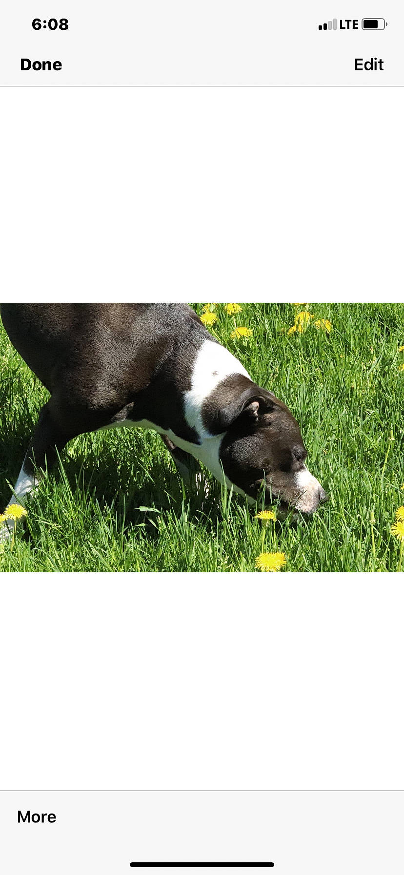 Shylo is registered to the contest to win money with this photo: american_pit_bull_terrier, american_staffordshire_terrier, border_collie, canidae, carnivore, companion_dog, dog, dog_breed, dog_collar, flower, grass, labrador_retriever, mammal, non_sporting_group, plant, puppy, snout, sporting_group, vertebrate