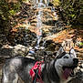Rosie is registered to the contest to win money with this photo: autumn, dog, fall_leaves, forest, happy, harness, husky, leash, nature, outdoor, people, pet, rocks, scenic, sitting, sunlight, tongue_out, trees, water, waterfall