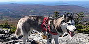 Rosie is registered to the contest to win money with this photo: adventure, animal, canine, daylight, dog, fur, harness, husky, landscape, leash, mountain, nature, outdoor, pet, rock, scenery, sky, sunlight, tongue, walking