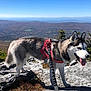 adventure, animal, canine, daylight, dog, fur, harness, husky, landscape, leash, mountain, nature, outdoor, pet, rock, scenery, sky, sunlight, tongue, walking
