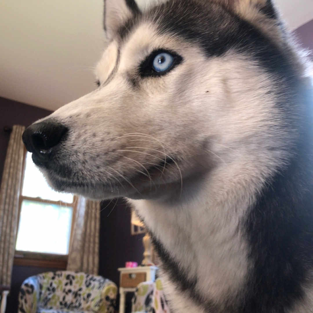 Rosie joined the competition — help win amazing prizes! animal, blue_eyes, canine, chair, curtain, dog, domestic, floor, fur, furniture, husky, indoor, living_room, looking_away, mammal, pet, portrait, snout, whiskers, window