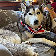 Rosie joined the competition — help win amazing prizes! animal, bandana, blue_eyes, book, couch, cozy, curly_hair, daylight, dog, fabric, fur, girl, home, indoor, patriotic, pet, reading, relaxed, siberian_husky, window