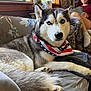 animal, bandana, blue_eyes, book, couch, cozy, curly_hair, daylight, dog, fabric, fur, girl, home, indoor, patriotic, pet, reading, relaxed, siberian_husky, window