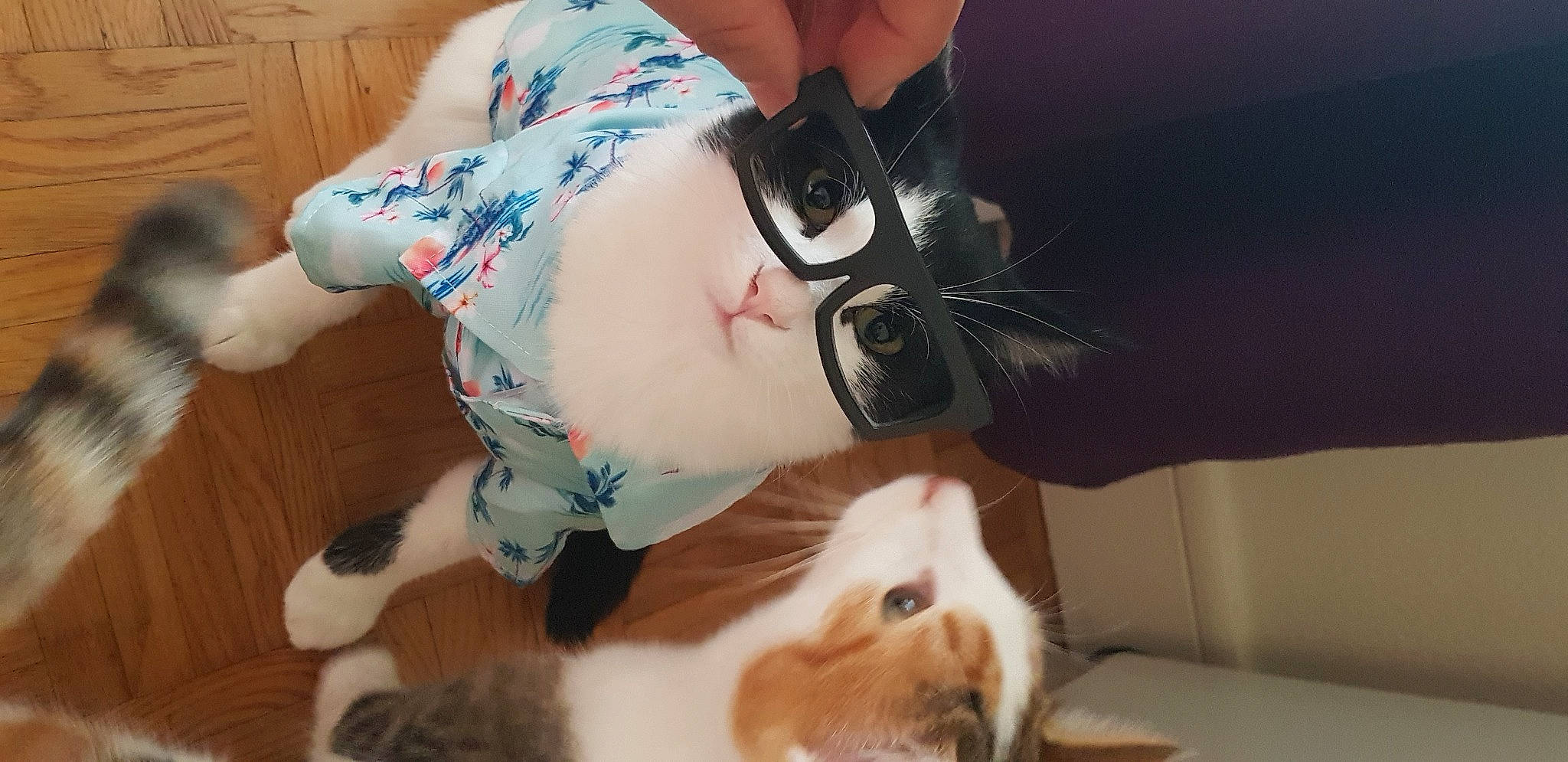 Avocato a rejoint le concours — aidez-le/la à gagner de superbes lots ! bangs, carnivore, cat, chest, elbow, eyewear, felidae, fur, glasses, goggles, happy, human_leg, knee, small_to_medium_sized_cats, sunglasses, tail, thigh, trunk, vision_care, whiskers