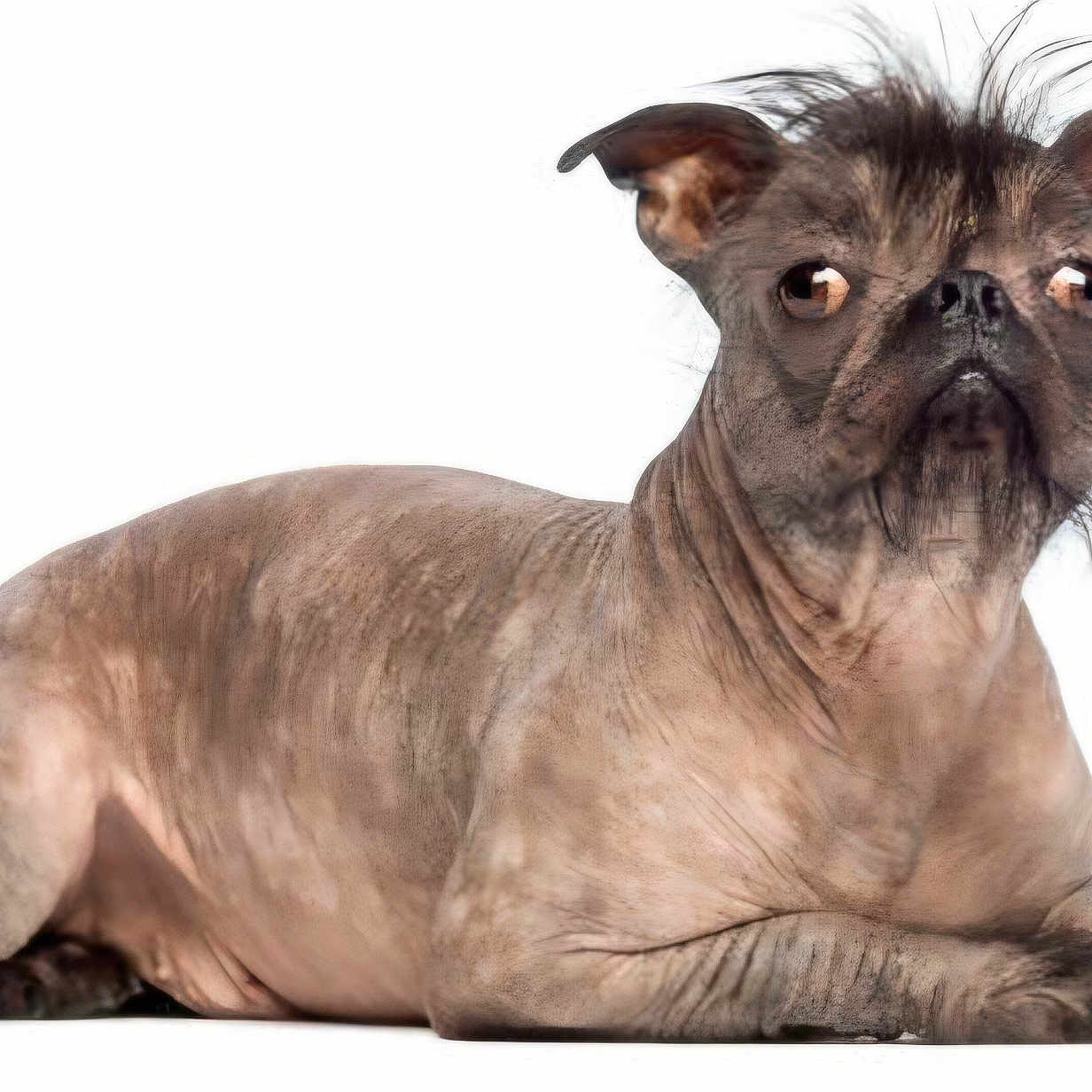 Toulaid a rejoint le concours — aidez-le/la à gagner de superbes lots ! animal, canine, close_up, creepy, distorted, dog, ears, expression, funny, furless, hairless, isolated, lying_down, paws, pet, portrait, skin, weird_face, white_background, wrinkles