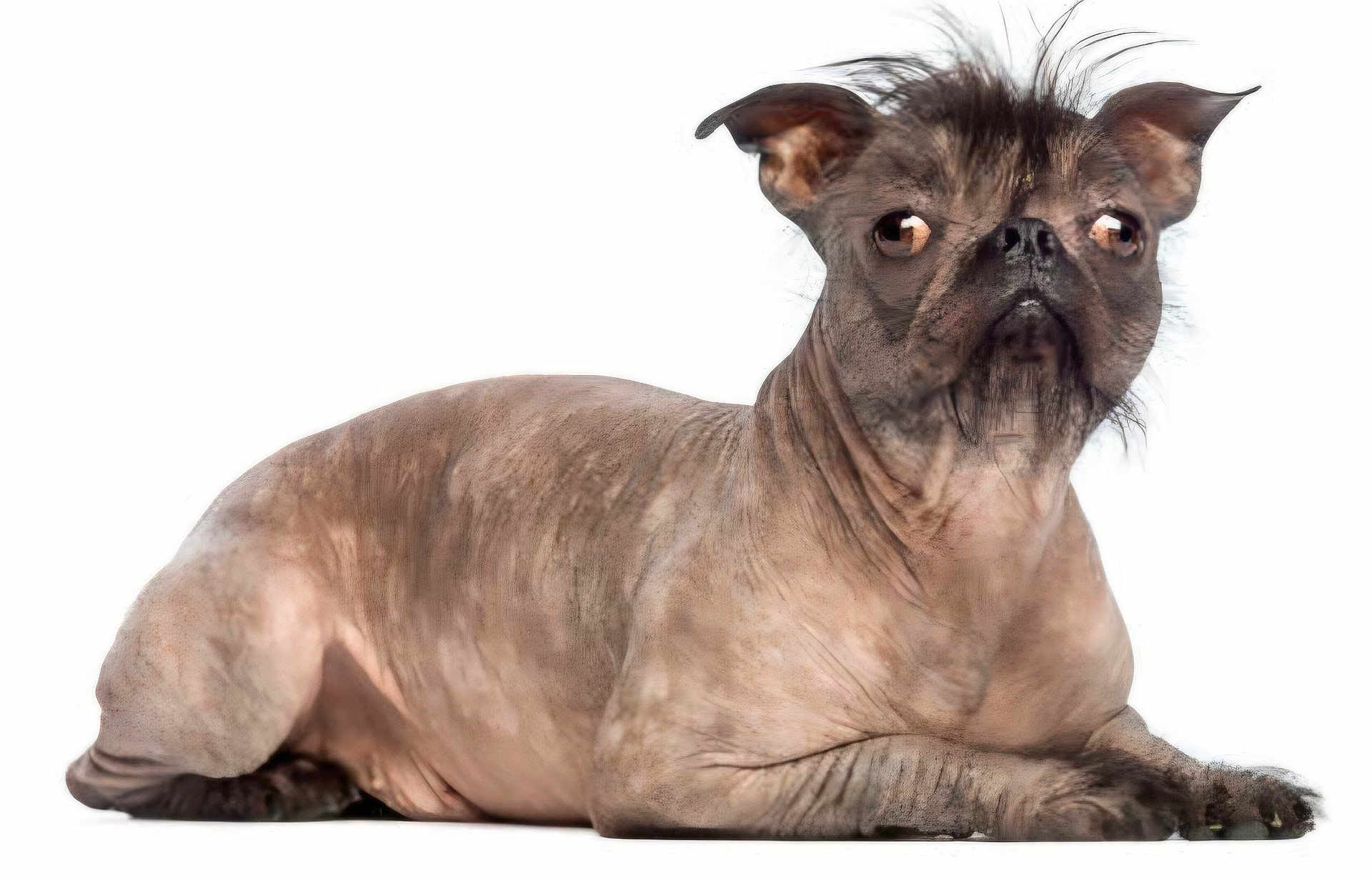 Toulaid a rejoint le concours — aidez-le/la à gagner de superbes lots ! animal, canine, close_up, creepy, distorted, dog, ears, expression, funny, furless, hairless, isolated, lying_down, paws, pet, portrait, skin, weird_face, white_background, wrinkles