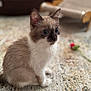 animal, blurred_background, carpet, cat, cozy, curious, cute, domestic, ears, flower, fur, furniture, indoor, kitten, pet, siamese, sitting, small, whiskers, young
