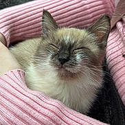 Orzo is registered to the contest to win money with this photo: animal, arms, cat, closed_eyes, closeup, comfort, contentment, cozy, cute, face, fluffy, fur, indoor, pet, pink_sweater, resting, snuggle, soft_texture, warmth, whiskers