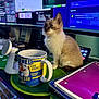 Orzo is registered to the contest to win money with this photo: cat, coffee_mug, computer_monitor, cute, desk, electronics, indoor, keyboard, kitten, lighting, mouse_pad, notebooks, office, pet, screen, software, tab, technology, watch, workspace