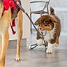 action, animal, brown_fur, chair, curious, cute, dog, floor, furniture, house, indoor, leash, pet, playing, puppy, red_harness, tile, walking, white_paws, young_dog